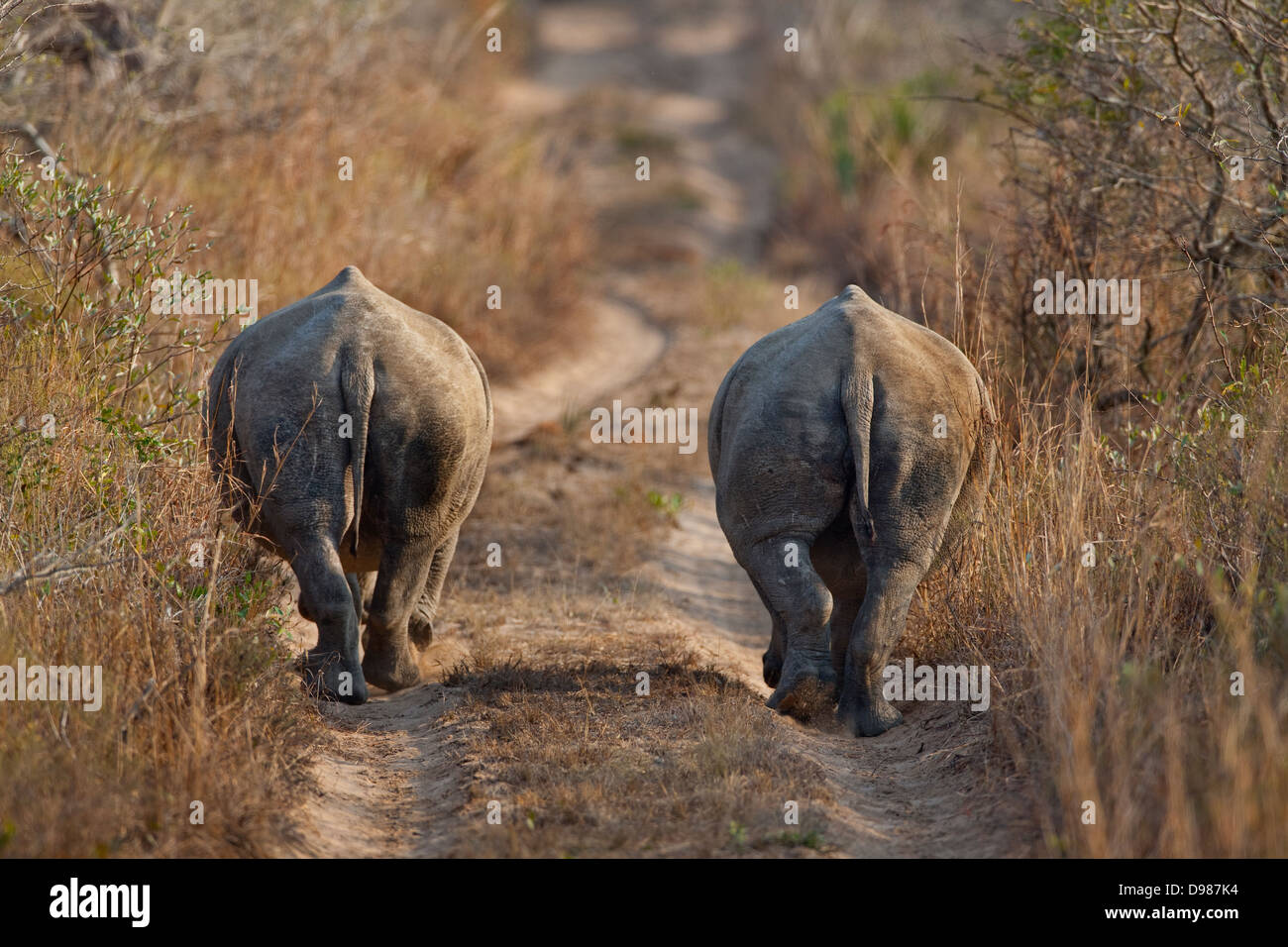 Two white rhino walking along a road in the Phinda Game Reserve, South Africa Stock Photo