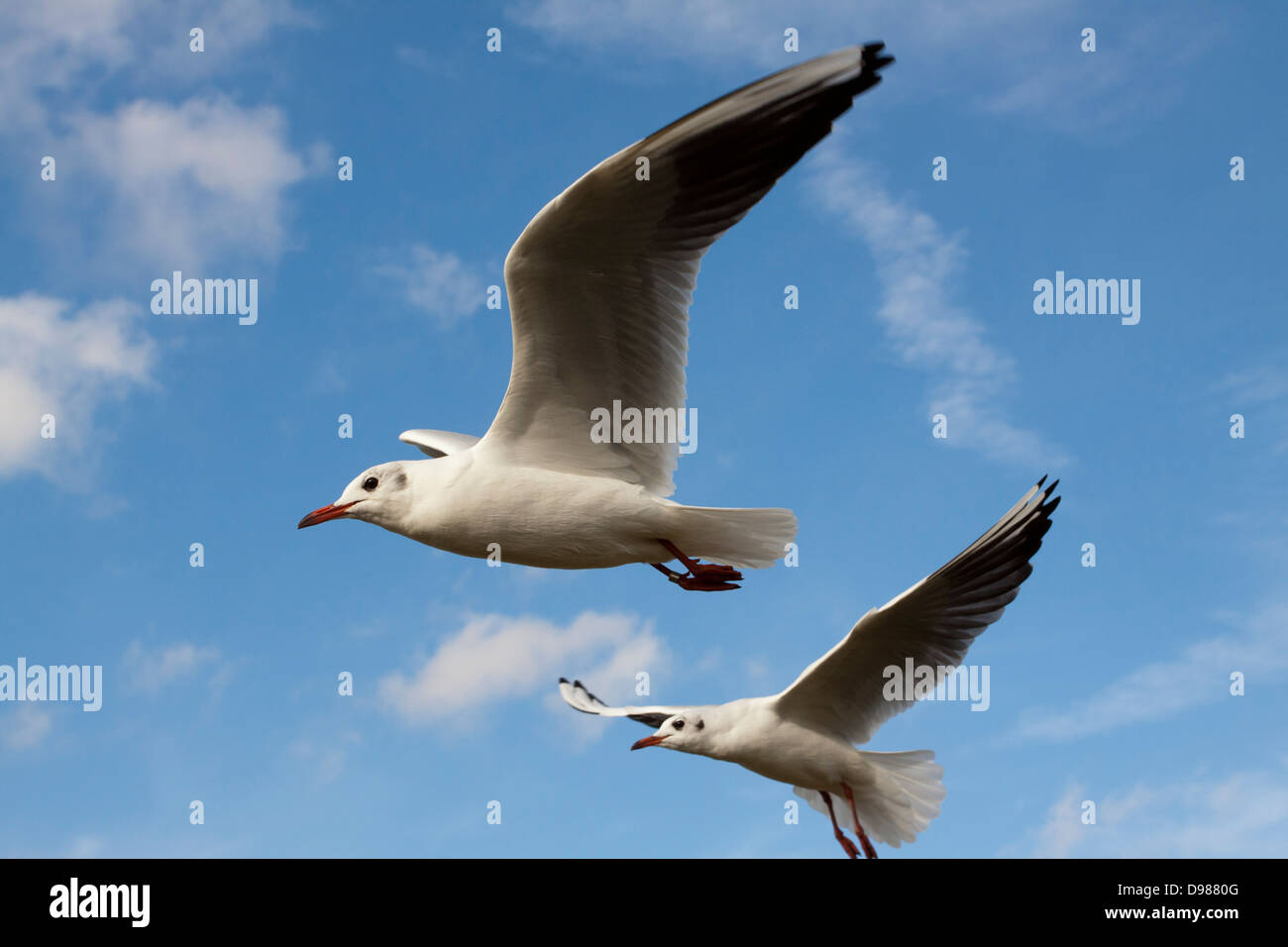 Black headed gulls, Chroicocephalus ridibundus flying against a blue sky, England, UK Stock Photo