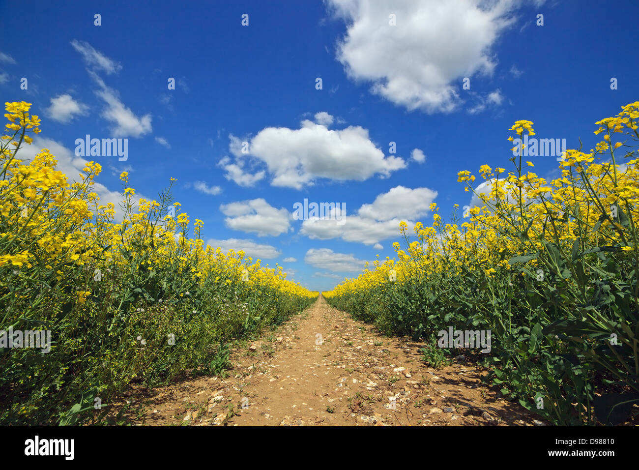 Path through a Rapeseed field in the South Downs national park in Hampshire Stock Photo