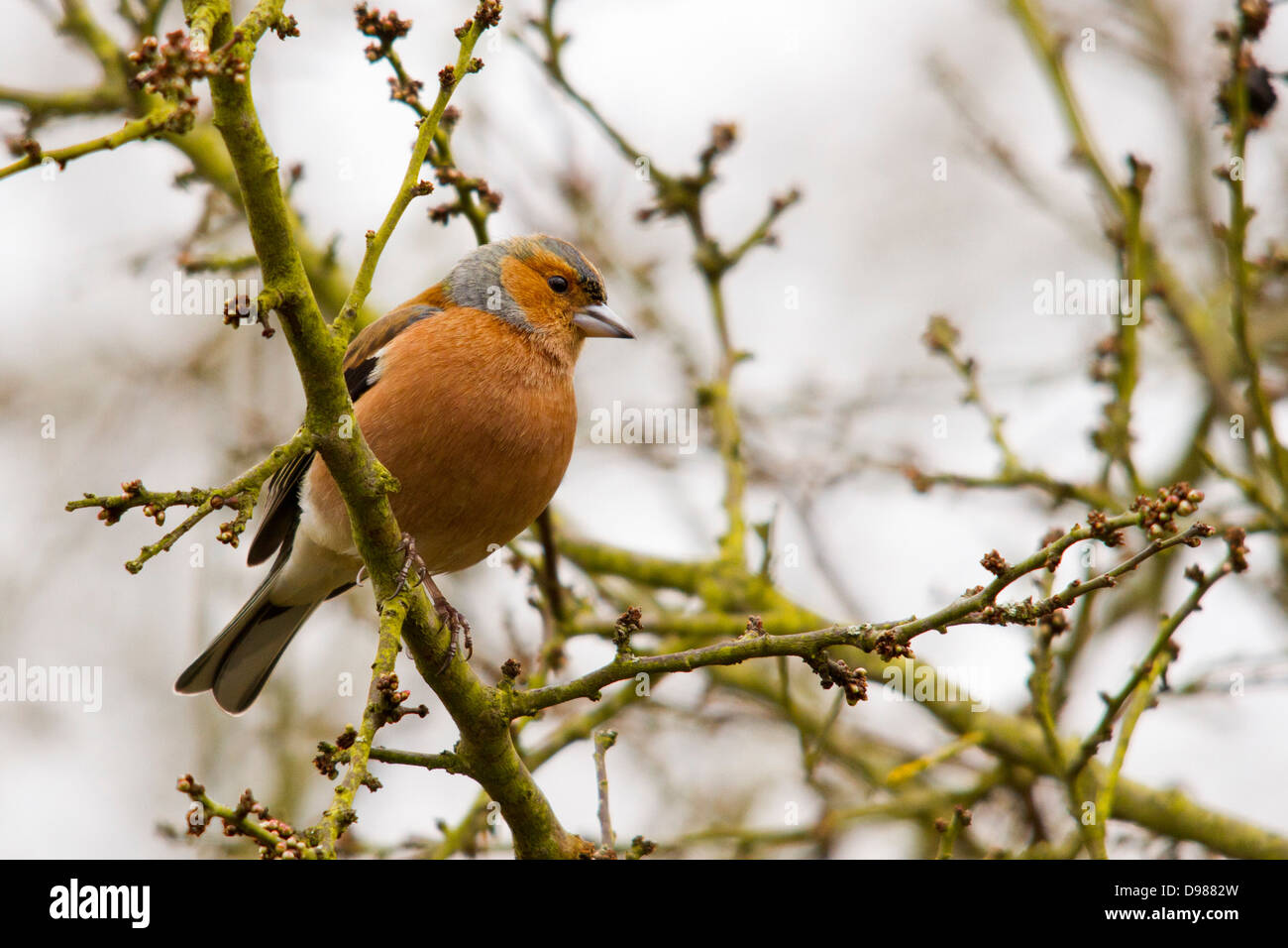 Male chaffinch, Fringilla coelebs, perched on a tree, Rutland, England ...
