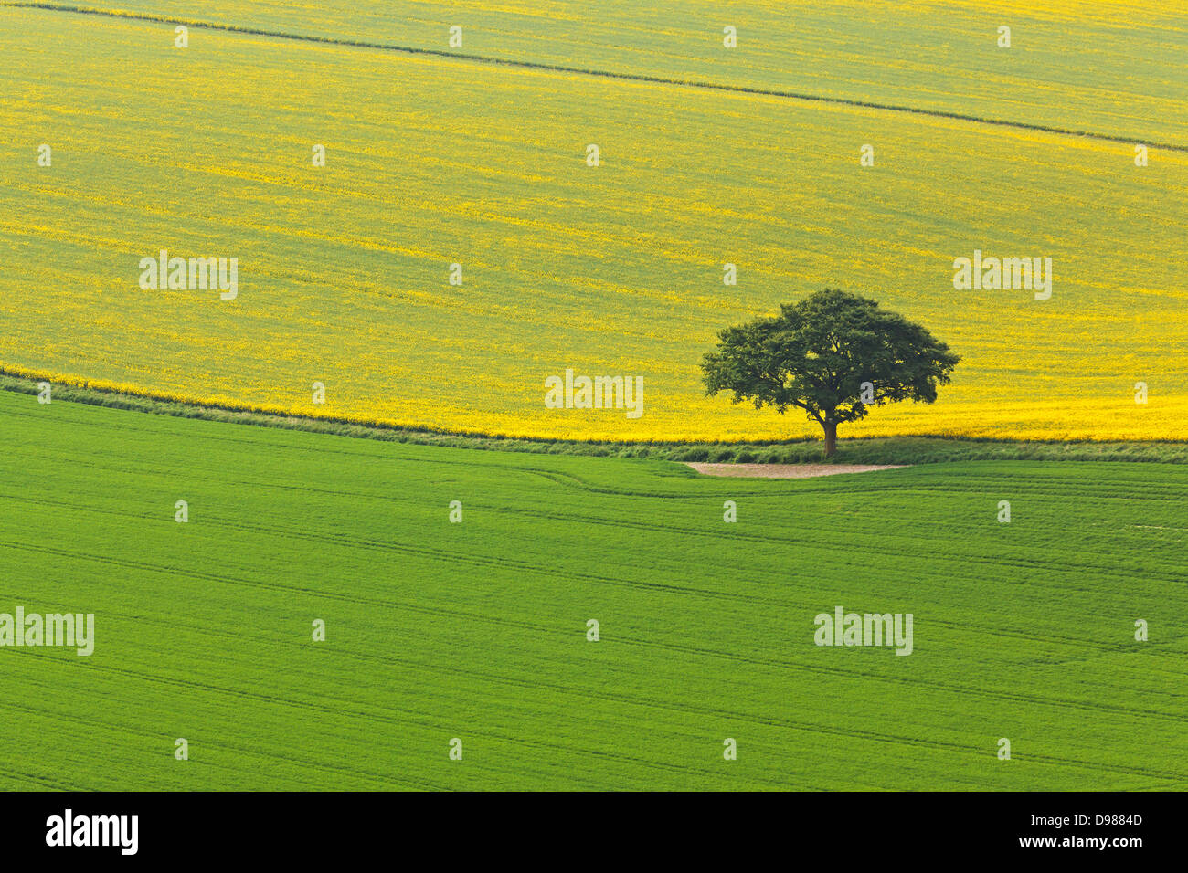 A solitary oak tree in-between fields within the South Downs National Park in Hampshire England. Stock Photo