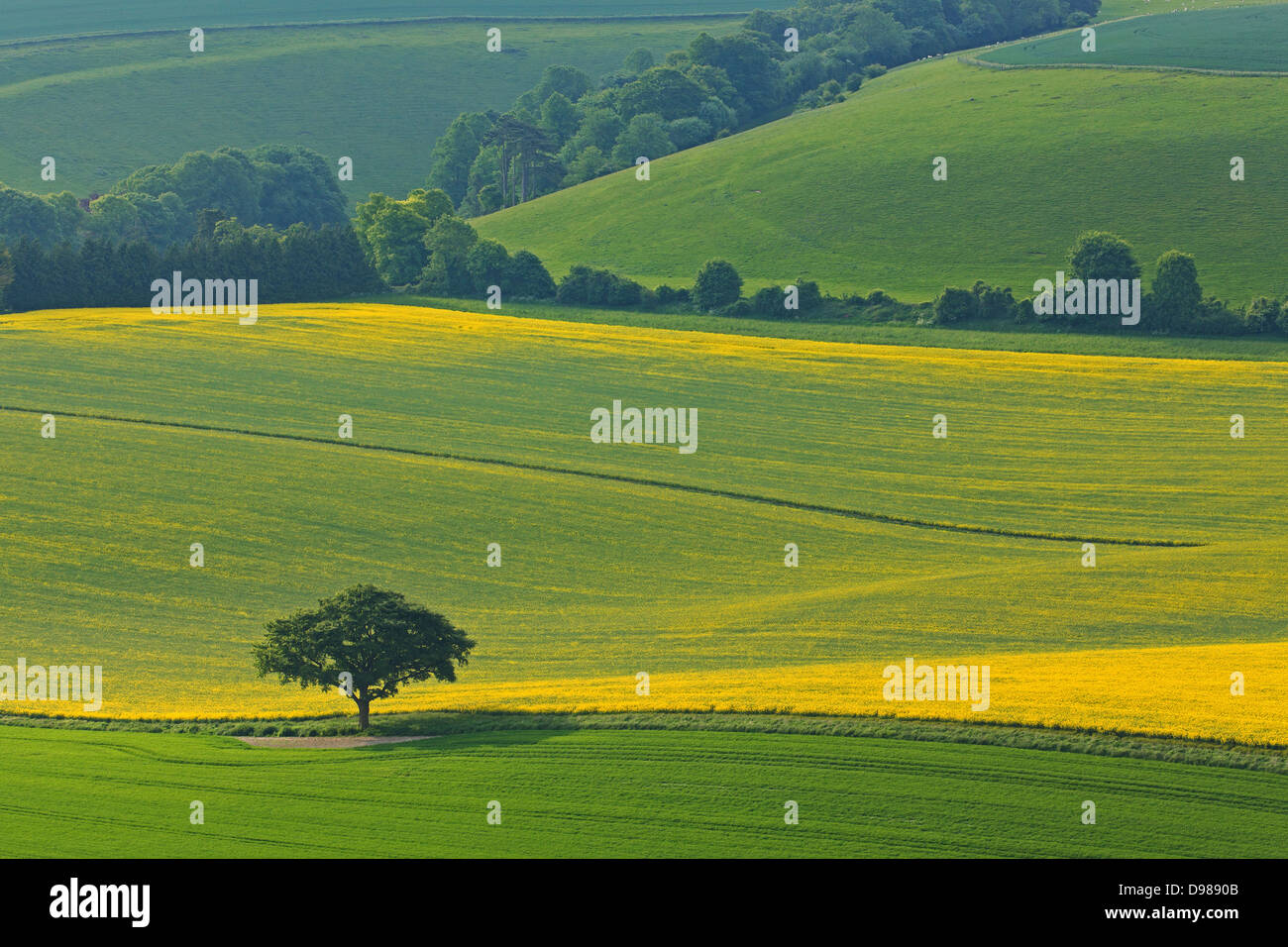 A lone oak tree on the South Downs in Hampshire besides a rapeseed field at the end of it's flowering stage. Stock Photo