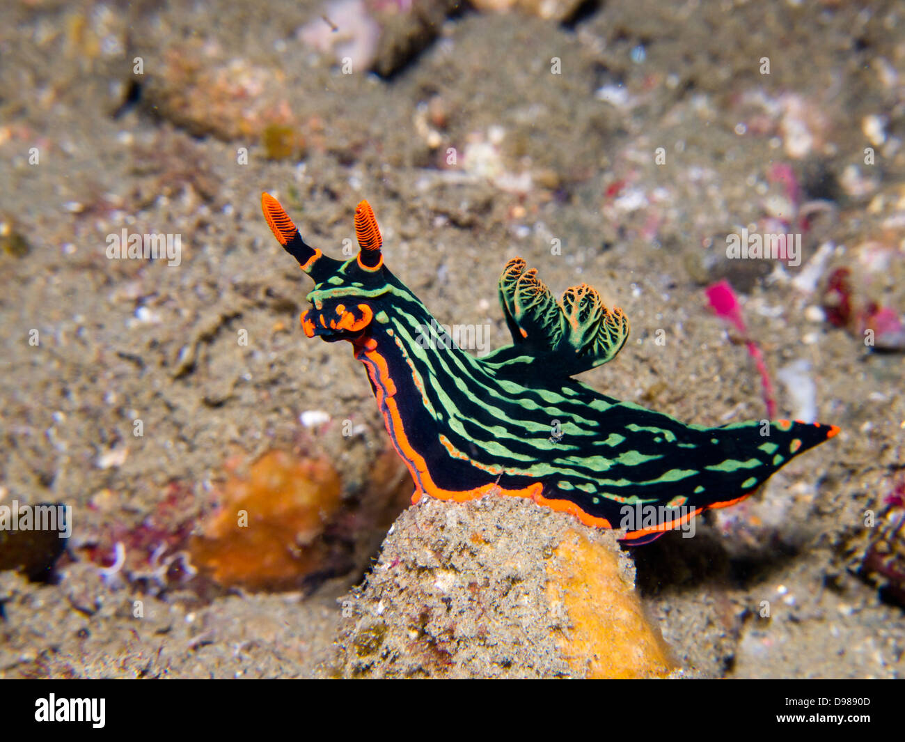 Nembrotha kubaryana nudibranch or sea slug, Ambon, Indonesia Stock Photo