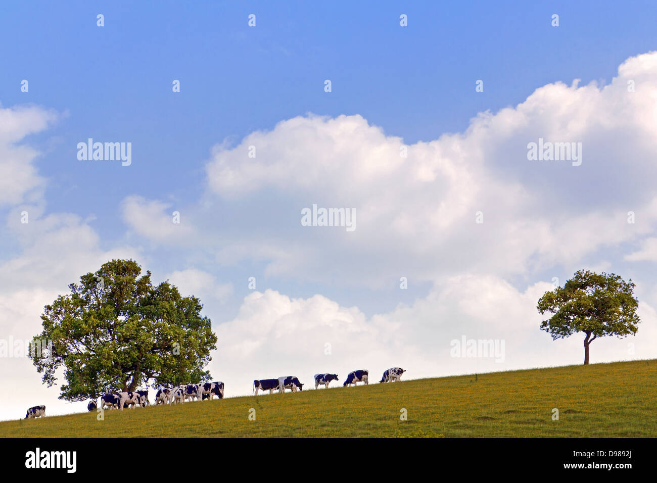 Dairy cows grazing on a hillside between two oak trees against a bright blue cloudy sky. Stock Photo
