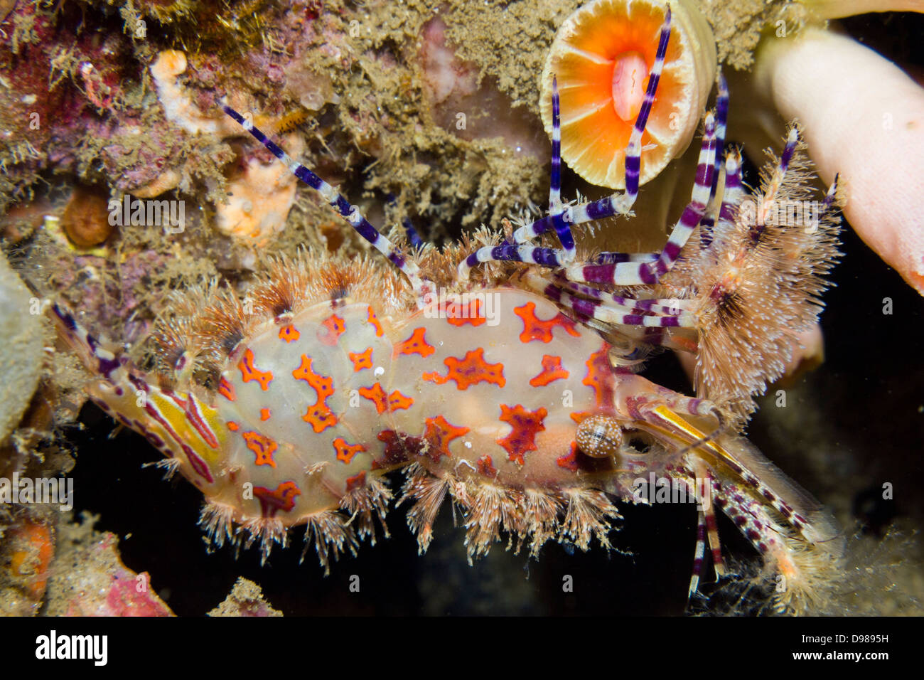 Saron shrimp - Saron marmoratus, or common marble shrimp, Ambon, Indonesia Stock Photo