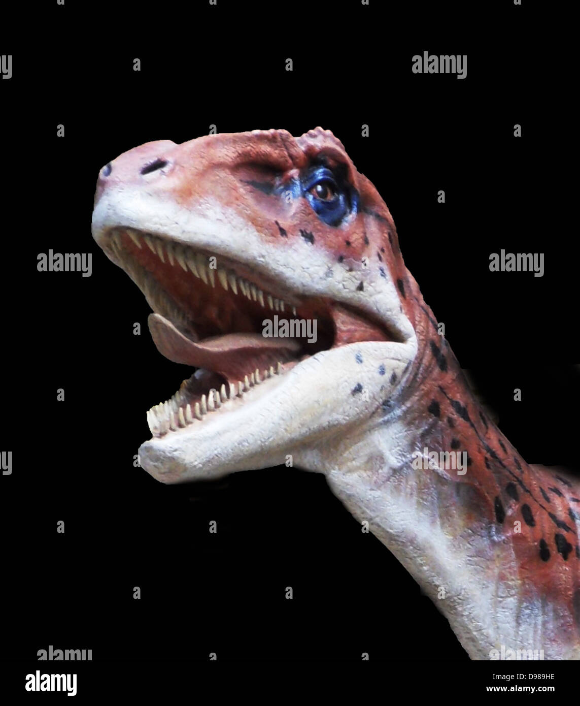 Utaraptor Utahraptor Ostrommaysorum High Resolution Stock Photography and Images ...