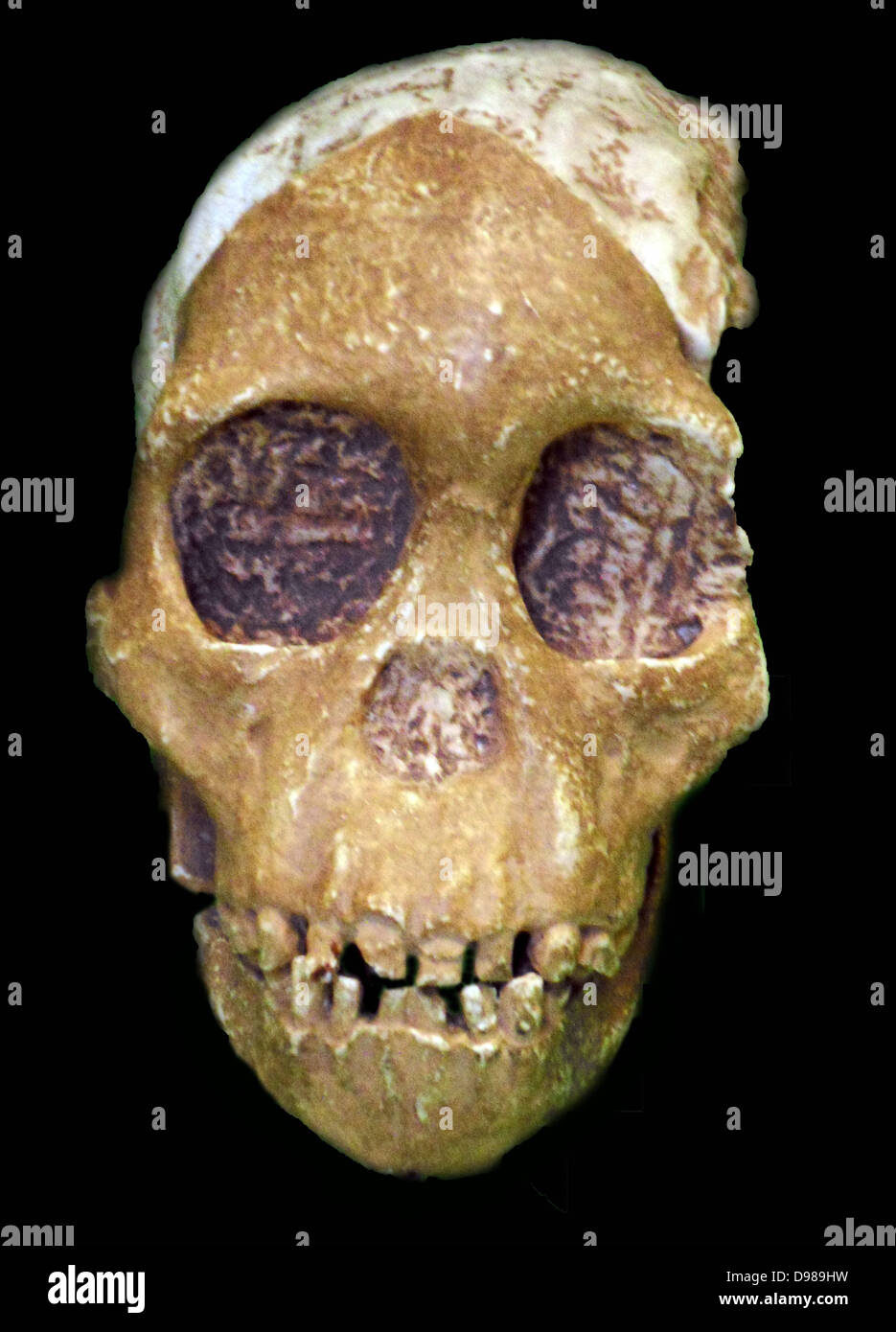 First discovered by anthropologist Mary Leakey on July 17, 1959, at Olduvai Gorge, Tanzania, the well-preserved cranium (nicknamed 'Nutcracker Man') was dated to 1.75 million years old Stock Photo