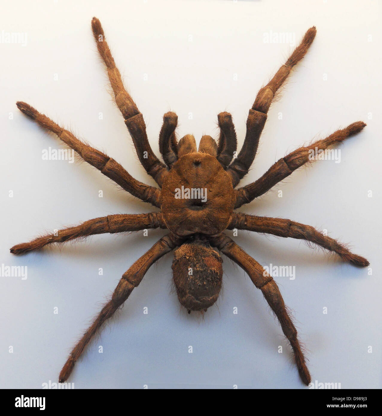 Theraphosa leblondi, Goliath Tarantula Amazonian Stock Photo