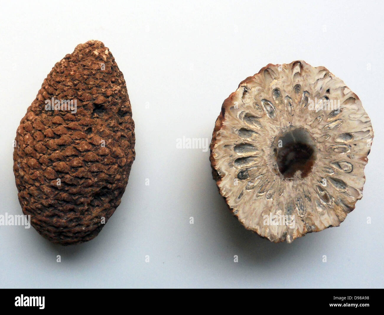 Silicified cones of the primtive conifer Araucaria, from the Jurassic ...