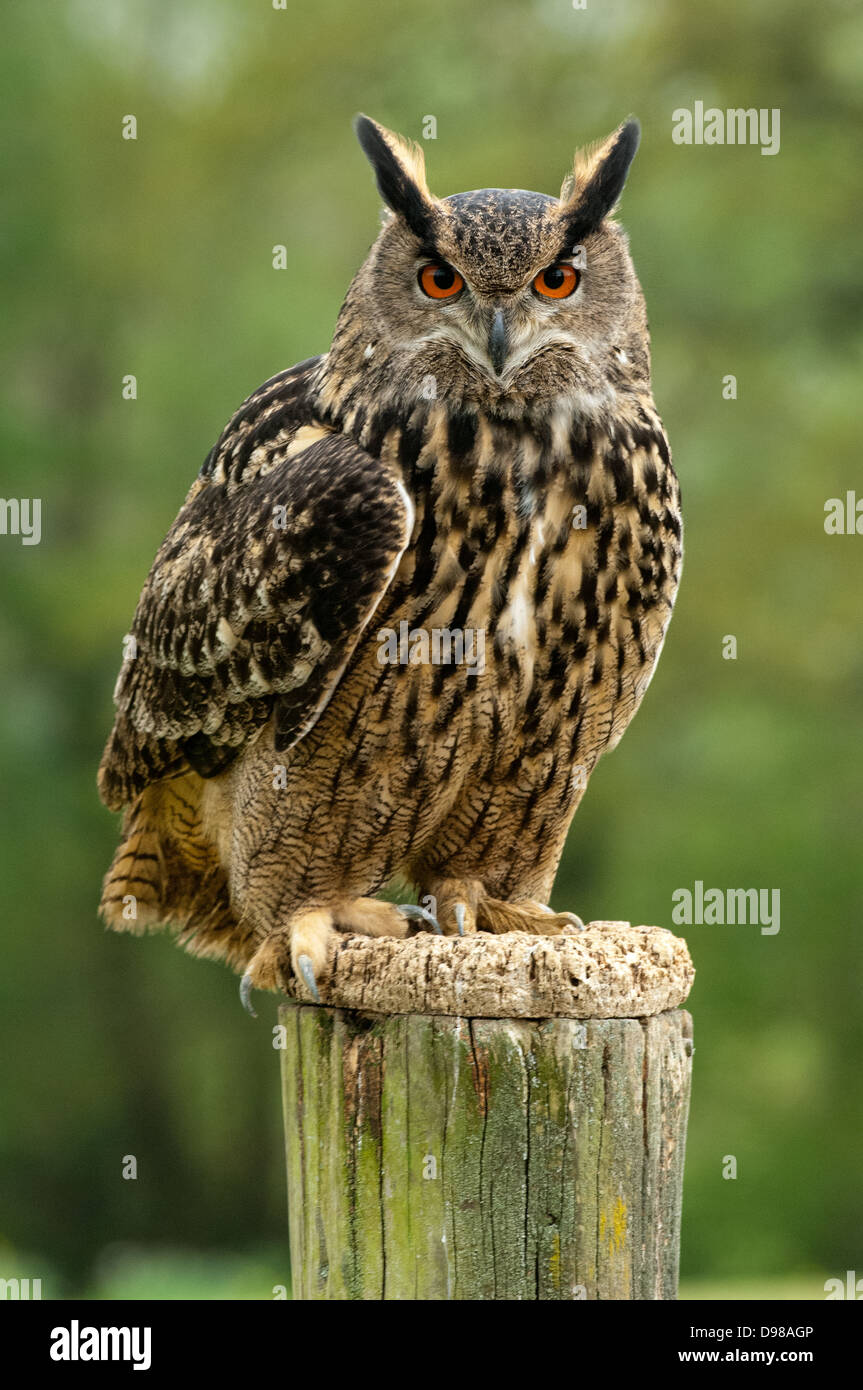 A Eurasian Eagle Owl (Bubo Bubo) perched atop a tree stump Stock Photo