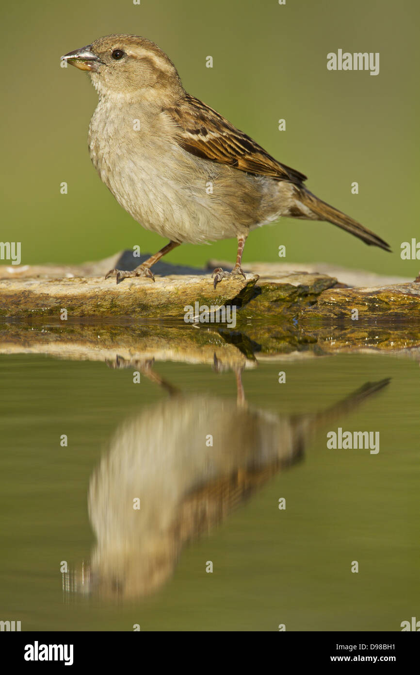 House sparrow, Passer domesticus, Haussperling, Sperling, Spatz Stock Photo