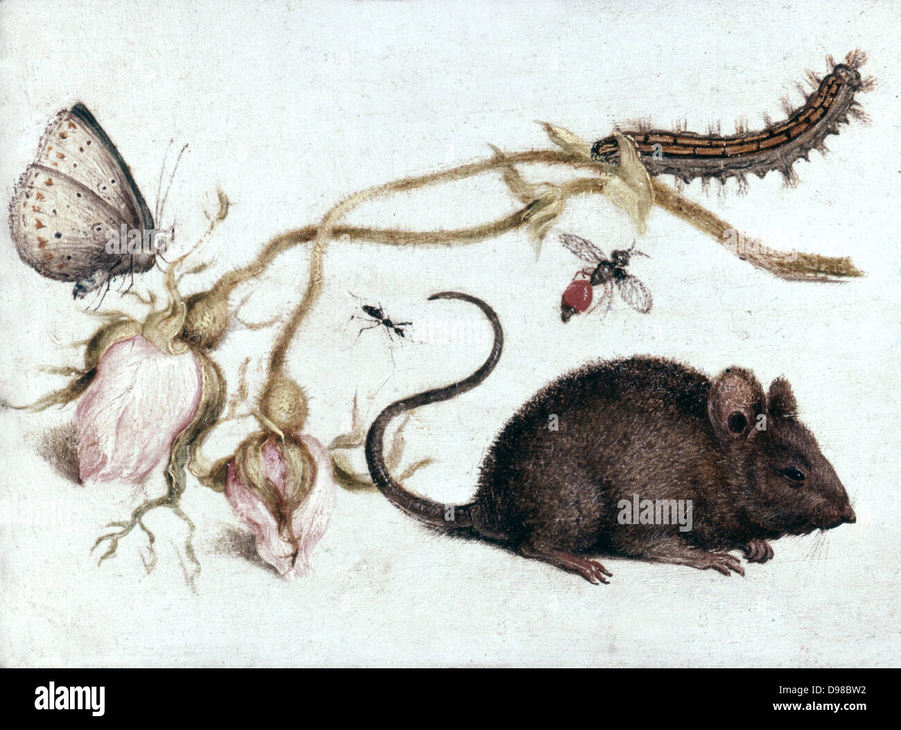 Mouse, Fowers and Insects': Butterfly and caterpillar on a sprig of faded pink moss rose buds. Mouse in lower right quarter. Joris Hoefnagel , also known as George Hoefnagel (1542-1601) Flemish painter and engraver. Watercolour Stock Photo