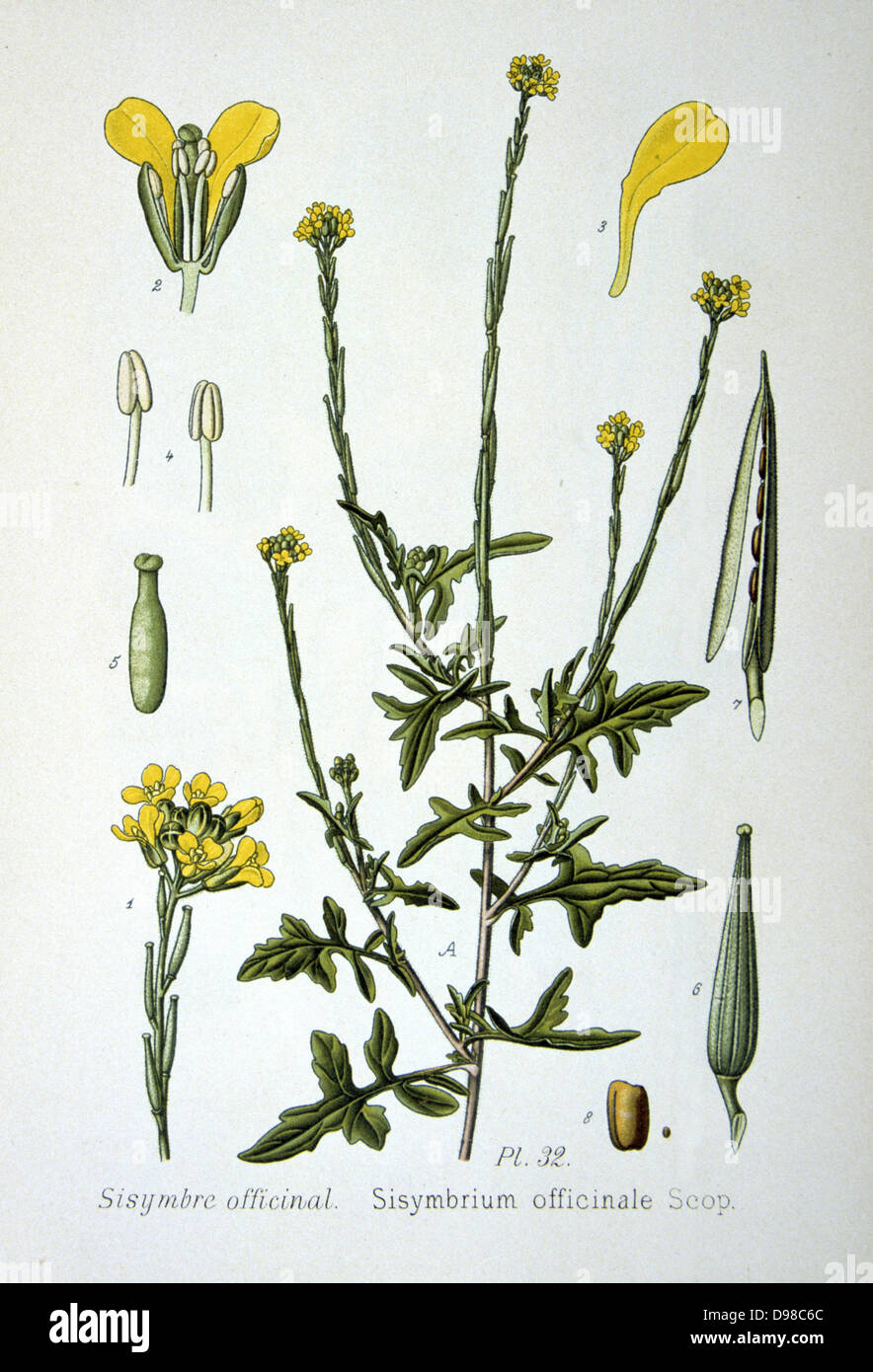 Hedge Mustard (Sisymbrium officinale) a weed of arable and wasteland, native to Europe and North Africa. In folk medicine it has been used as an expectorant, a diuretic, a laxative, and a tonic. The Ancient Greeks believed it to be an antidote for all poisons. From Amedee Masclef 'Atlas des Plantes de France', Paris, 1893. Stock Photo