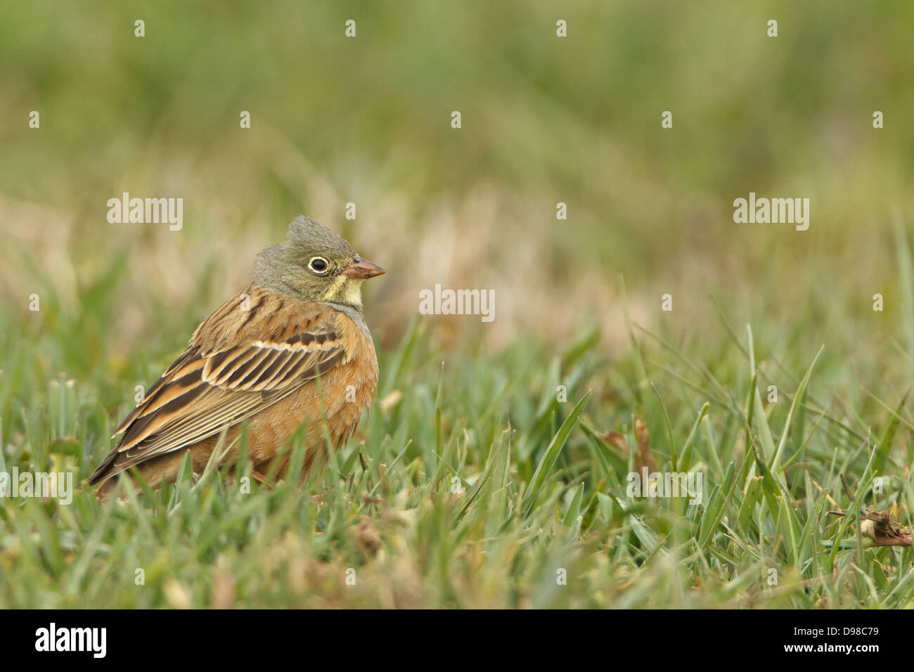 Ortolan, Ortolan Bunting, Gartenammer, Emberiza hortulana Stock Photo