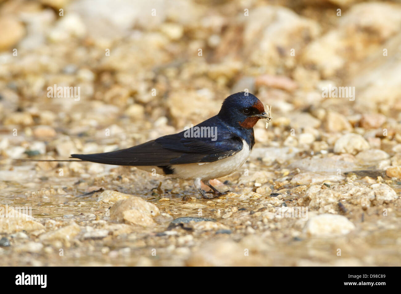 Barn Swallow, Swallow, Hirundo rustica, Schwalbe Stock Photo