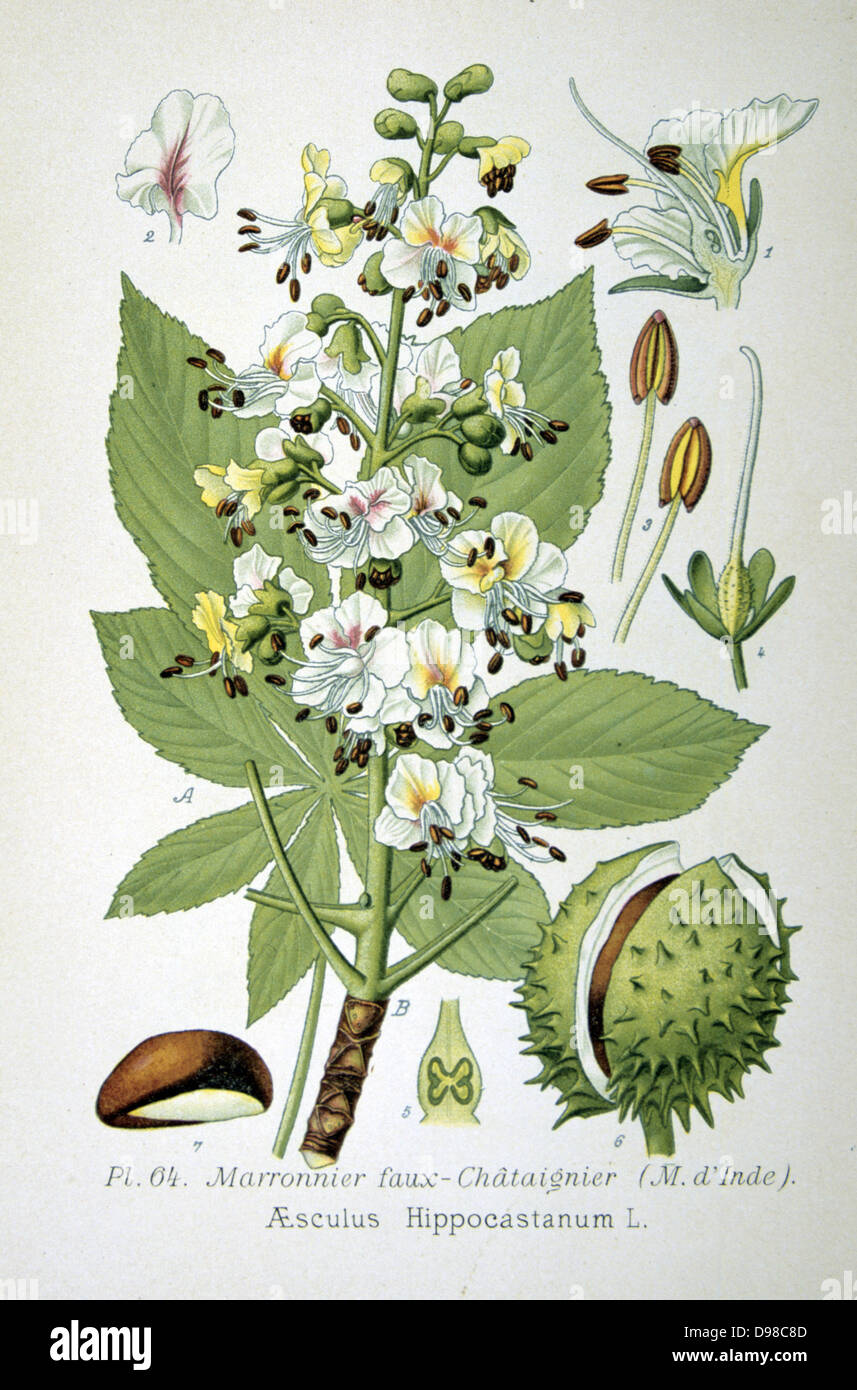Horse-chestnut or Conker tree ( Aesculus hippocastanum) large deciduous tree widely cultivated in temperate zones. From Amedee Masclef 'Atlas des Plantes de France', Paris, 1893. Stock Photo