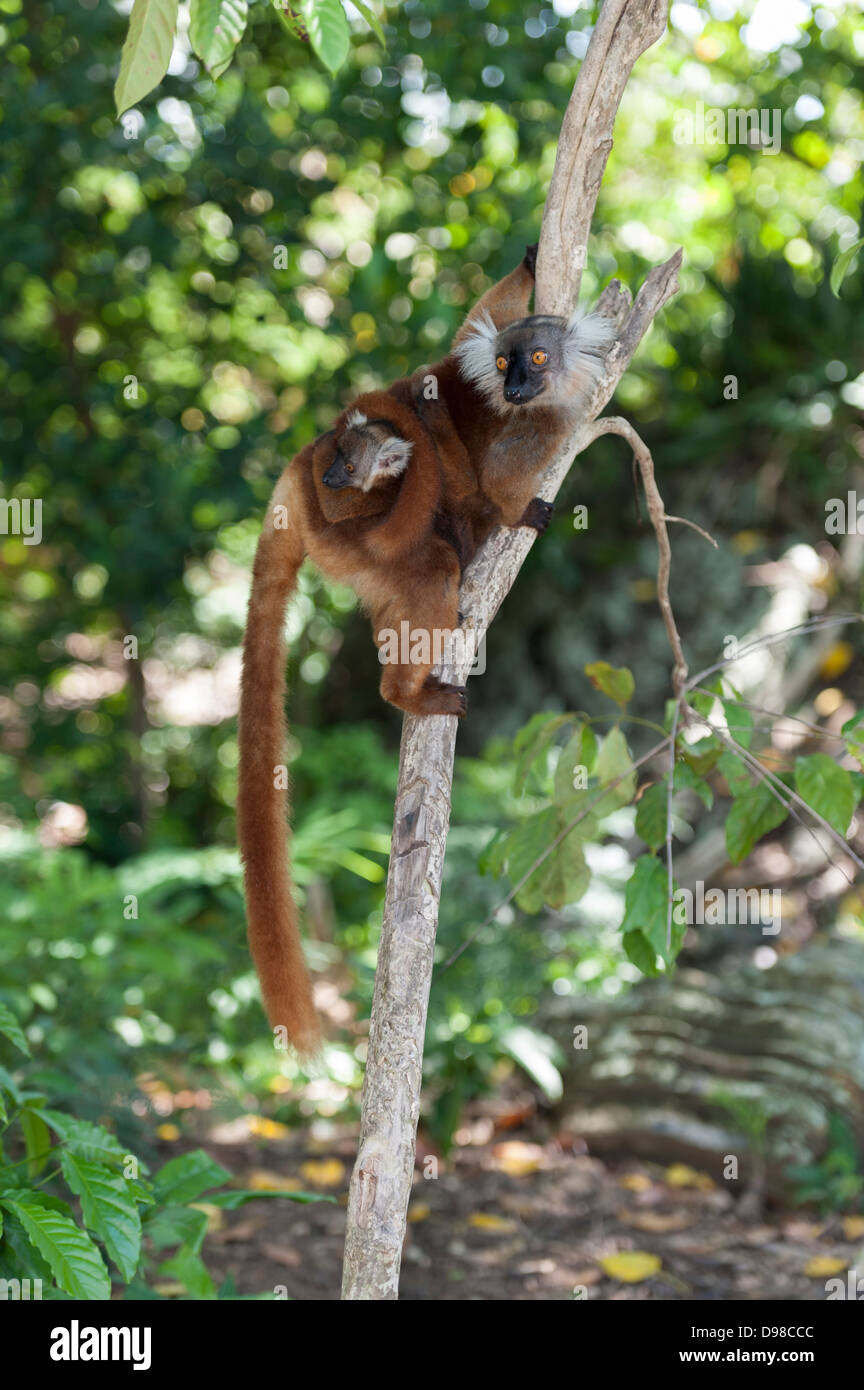 female black lemur with child Stock Photo