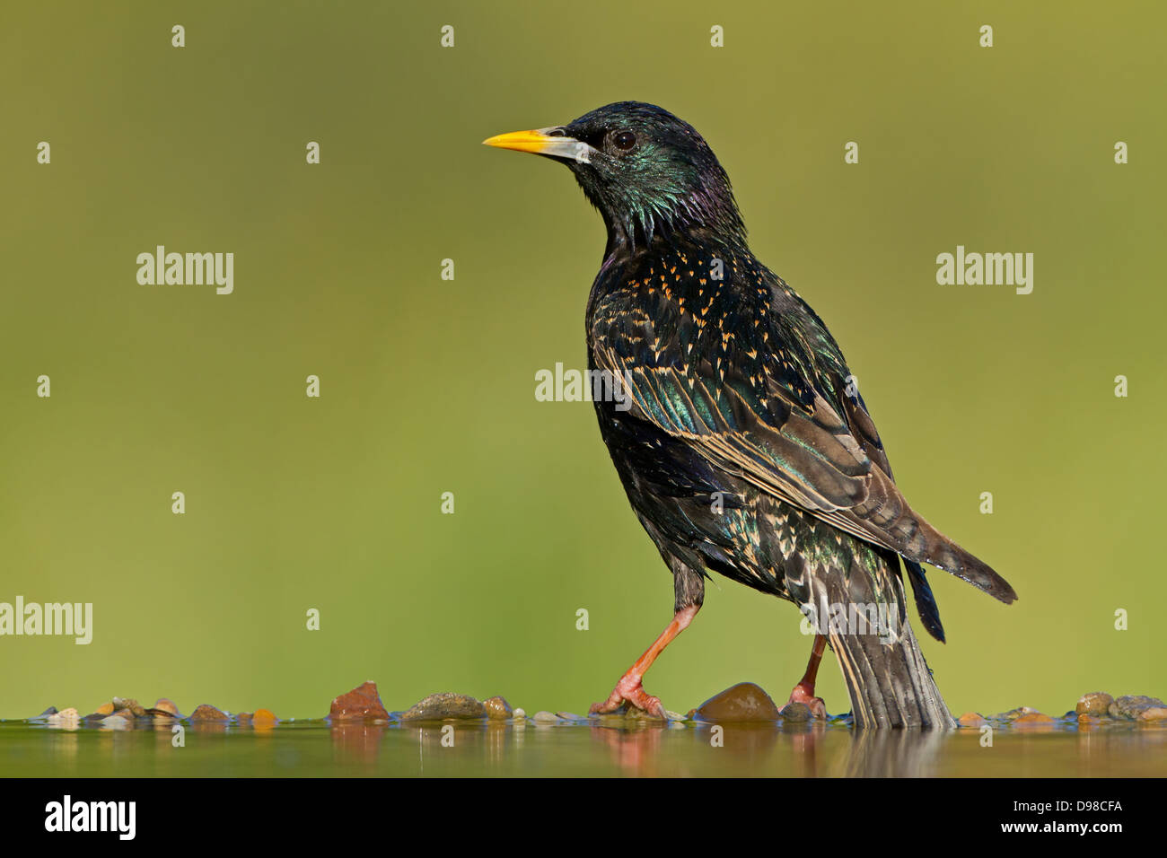 European Starling, Common Starling, Starling, Sturnus vulgaris, bird, Vogel, Star Stock Photo