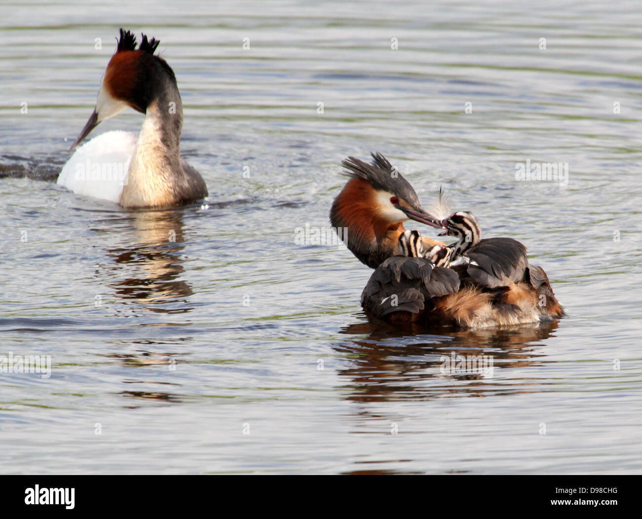 Great Crested Grebes (Podiceps cristatus) with grebes riding piggy-back & being fed by their parents (over 30 images in series) Stock Photo