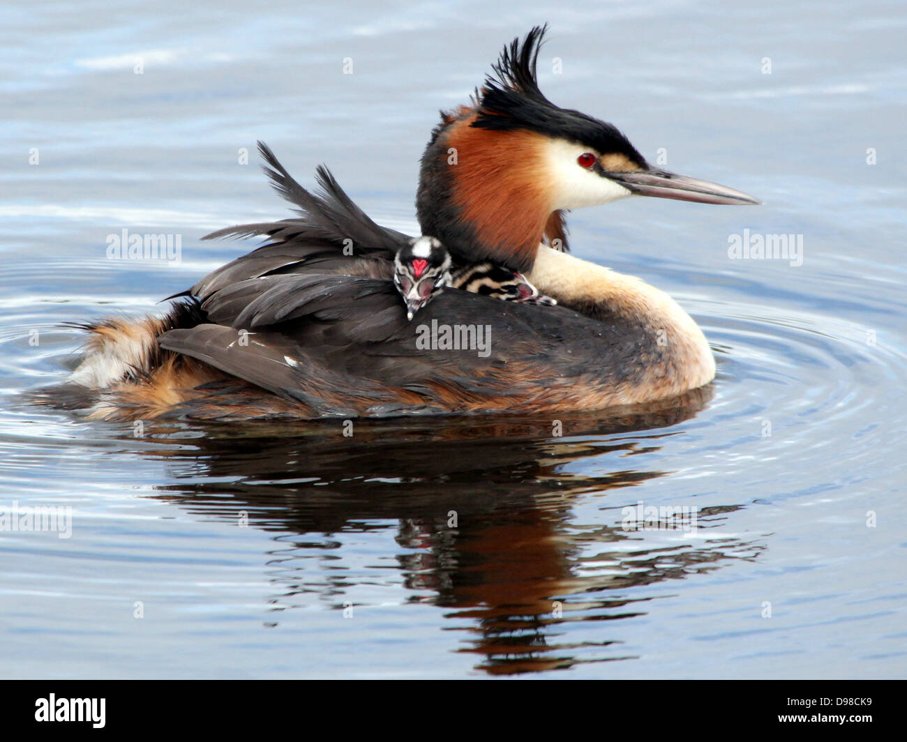 Great Crested Grebes (Podiceps cristatus) with grebes riding piggy-back & being fed by their parents (over 30 images in series) Stock Photo
