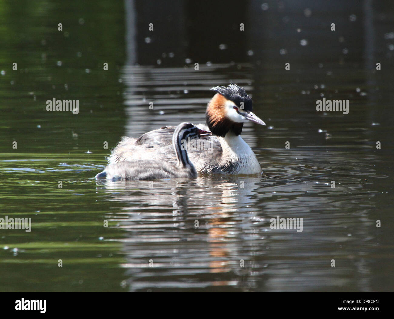 Great Crested Grebes (Podiceps cristatus) with grebes riding piggy-back & being fed by their parents (over 30 images in series) Stock Photo