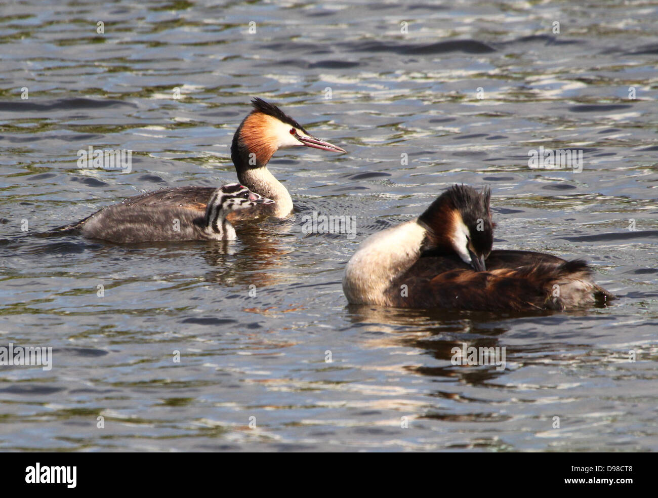 Great Crested Grebes (Podiceps cristatus) taking care of their youngsters (over 30 images in series) Stock Photo