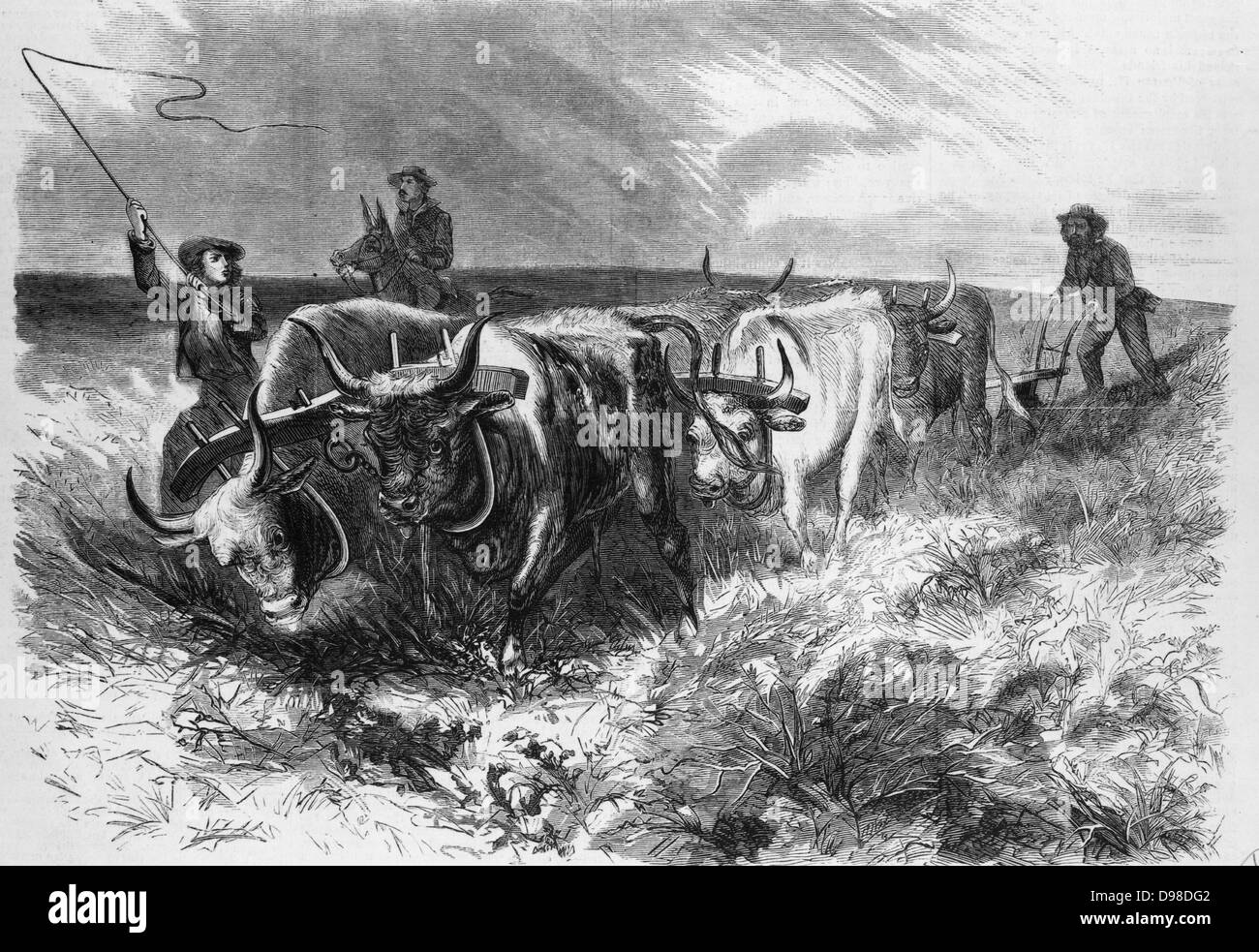 Pioneer farmers ploughing the prairies beyond the Mississippi with a team of oxen. Engraving c1855. Stock Photo