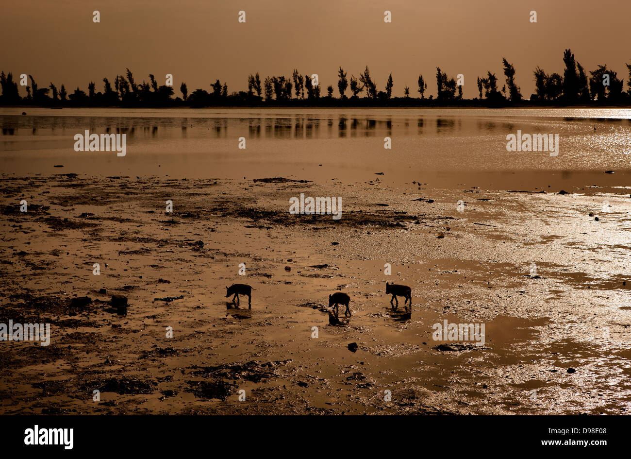 pigs feeding on the beach at low tide, Fadiouth Island, Senegal Stock Photo