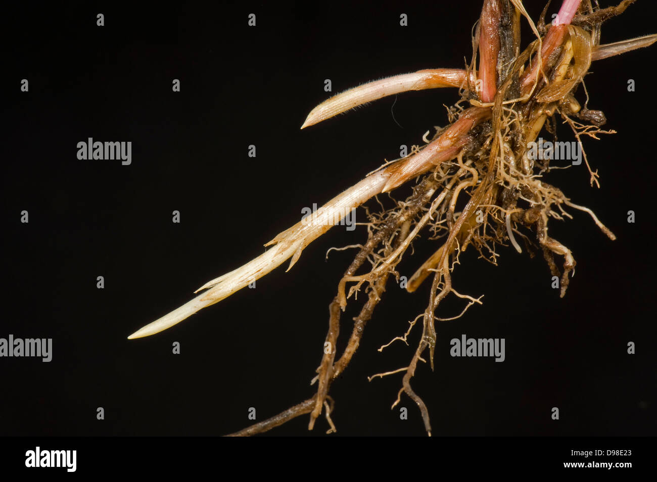 Couch, twitch or quackgrass, Agropyron repens, young roots & rhizomes Stock Photo