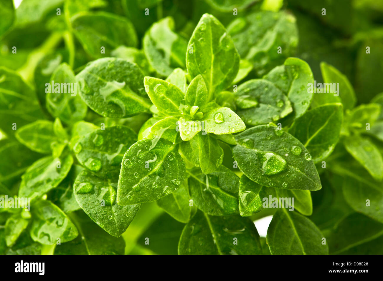Eton crop basil, close up Stock Photo Alamy