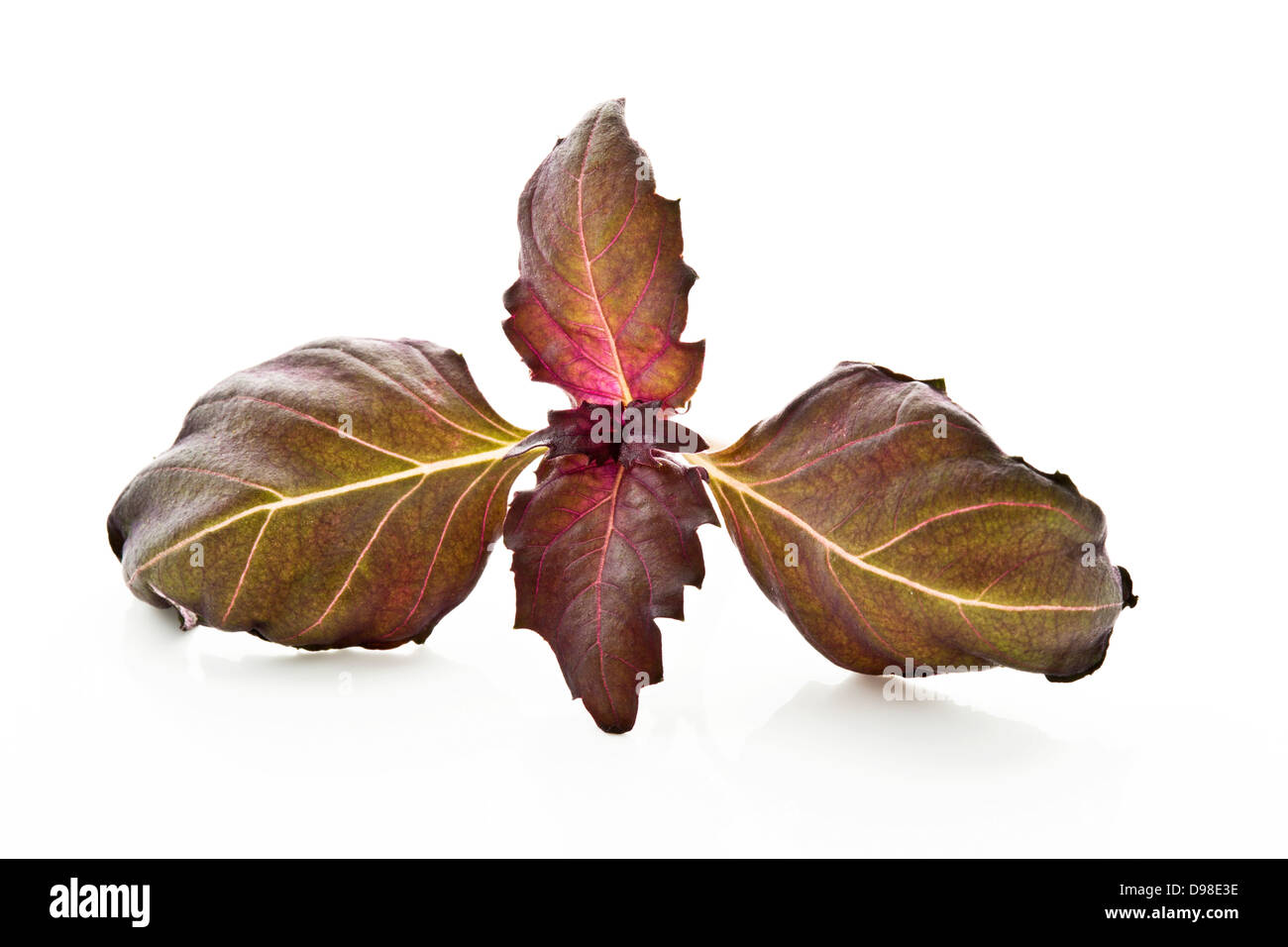Healthy eating red basil Cut Out Stock Images & Pictures - Alamy