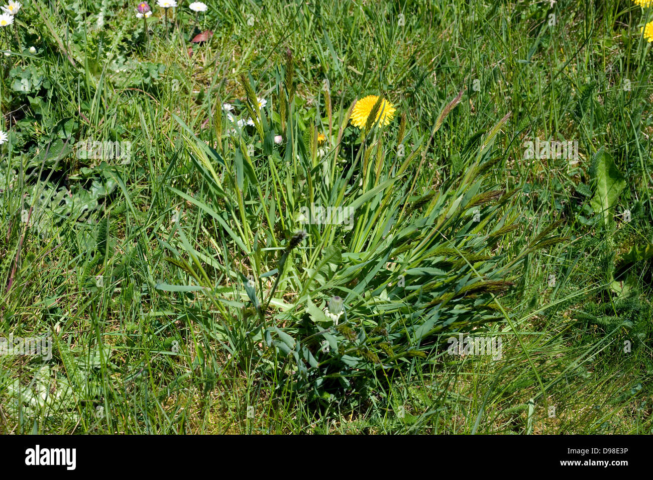 Sweet vernal grass, Anthoxanthum odoratum, flowering and spreading in a