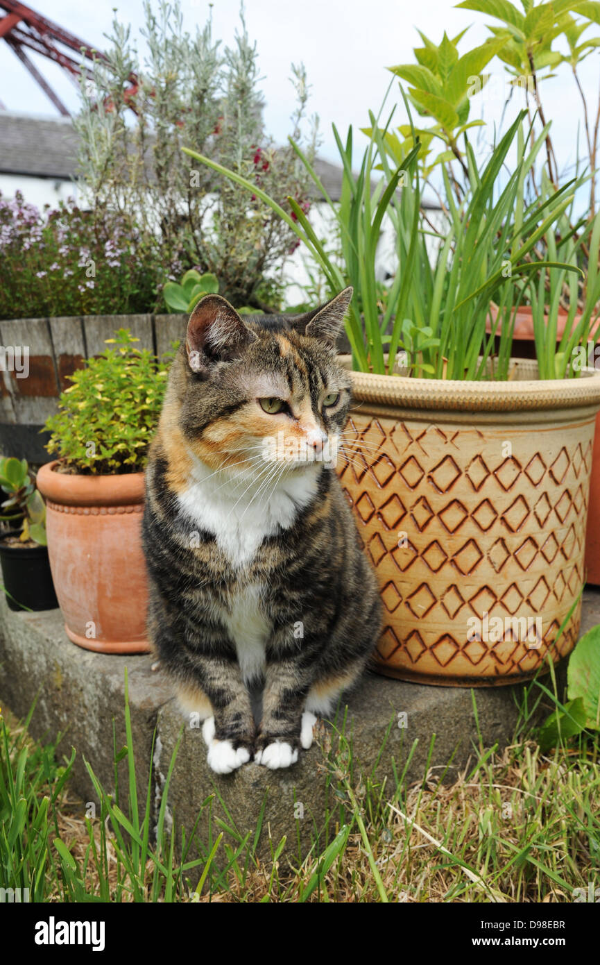 Cat sitting in the garden Stock Photo - Alamy