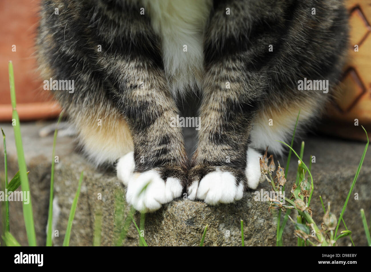 Cat feet neatly positioned in the garden. Stock Photo