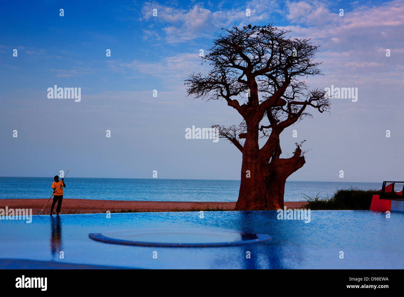 Baobab tree on the beach in front of the hotel pool, Saloum Delta National Park Stock Photo