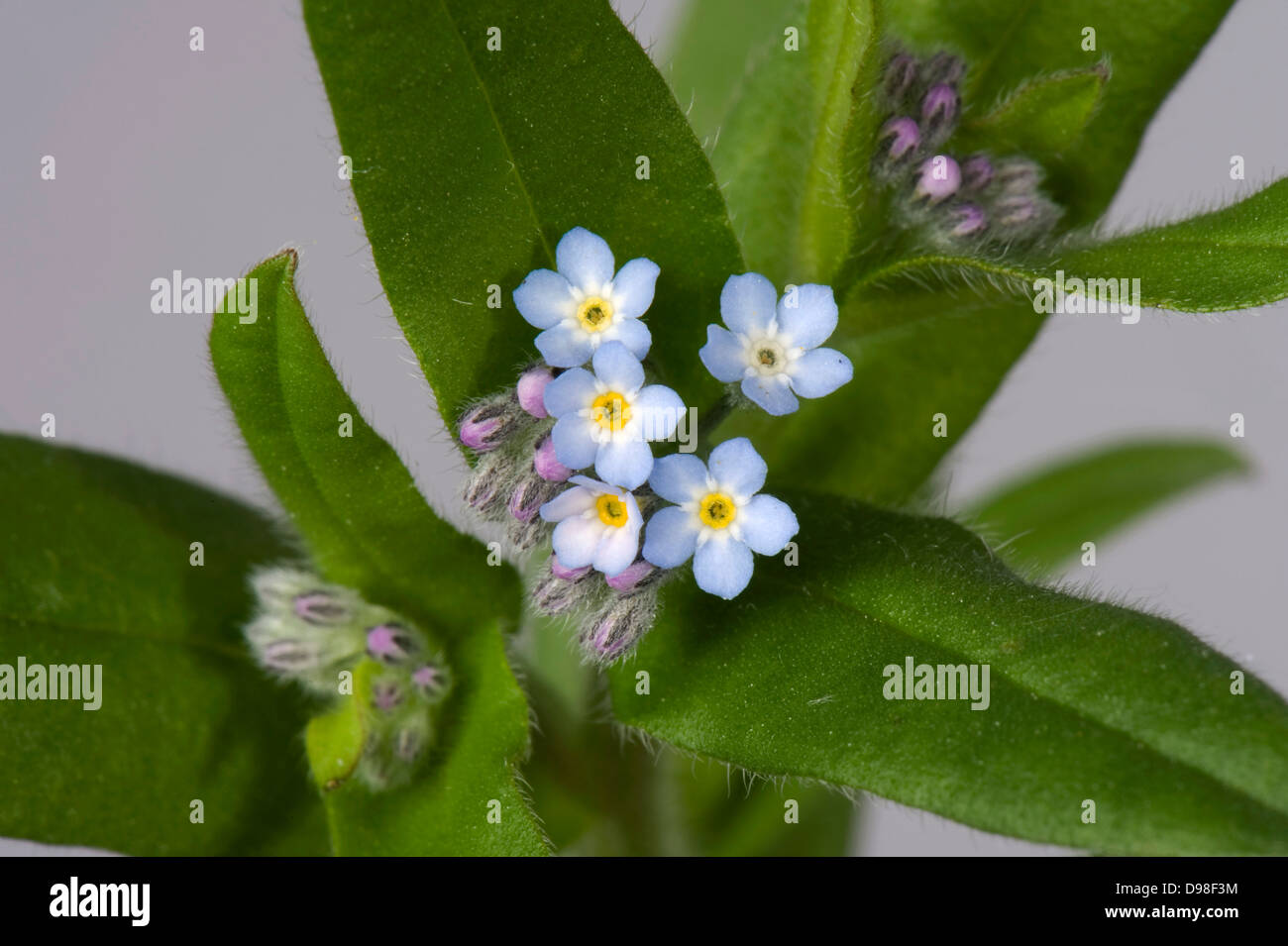 Wild Forget Me Not Myosotis Arvensis Blue Flowers With Yellow And White Centres Flower Buds And Upper Leaves Stock Photo Alamy Wild Forget Me Not Myosotis Arvensis Blue Flowers With Yellow And White Centres Flower Buds And Upper Leaves Stock Photo Alamy