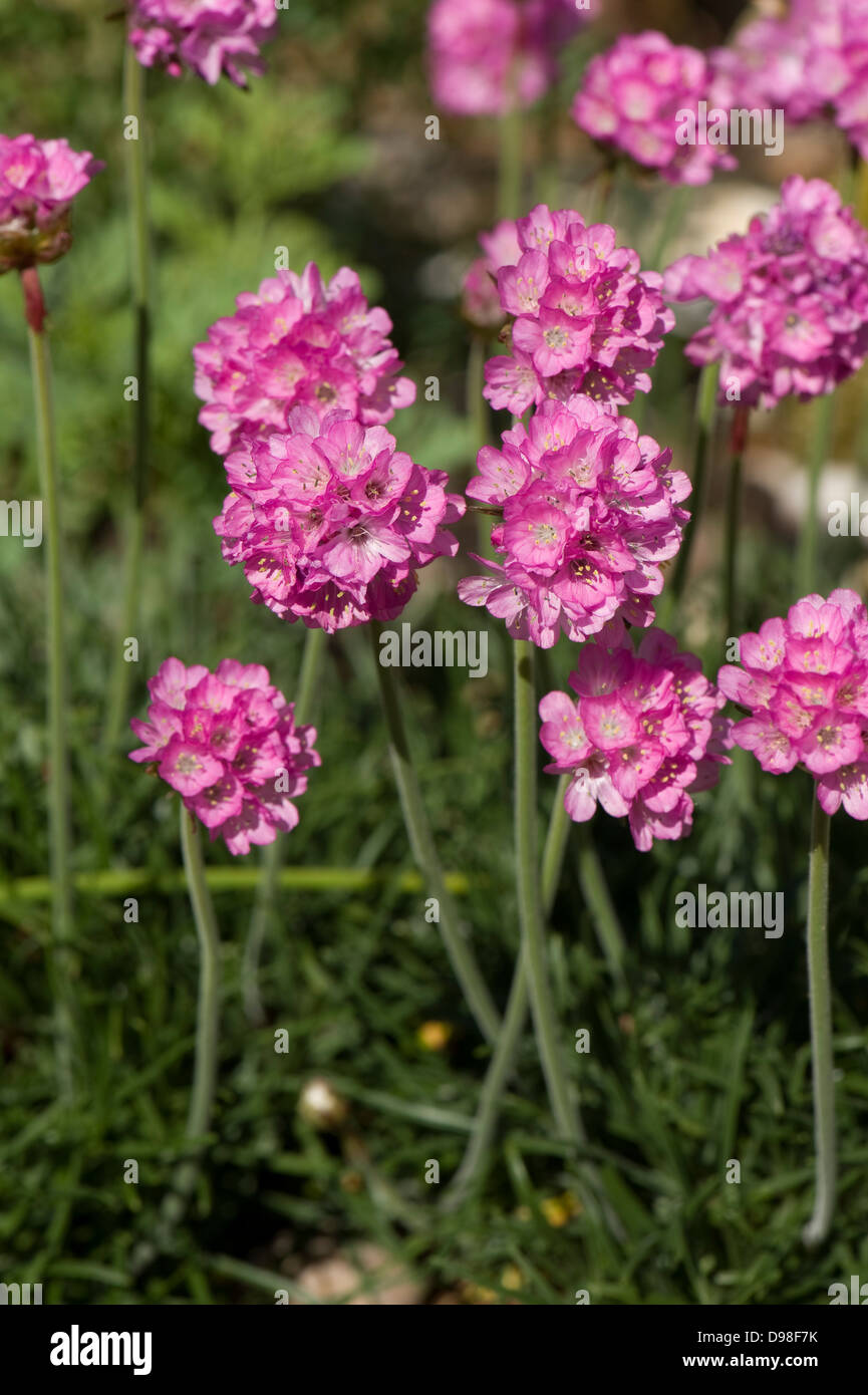 A thrift flower, Armeria maritima, a flowering garden rock plant Stock Photo