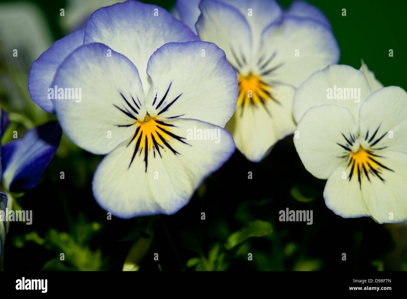 Blue violas flowers hires stock photography and images Alamy