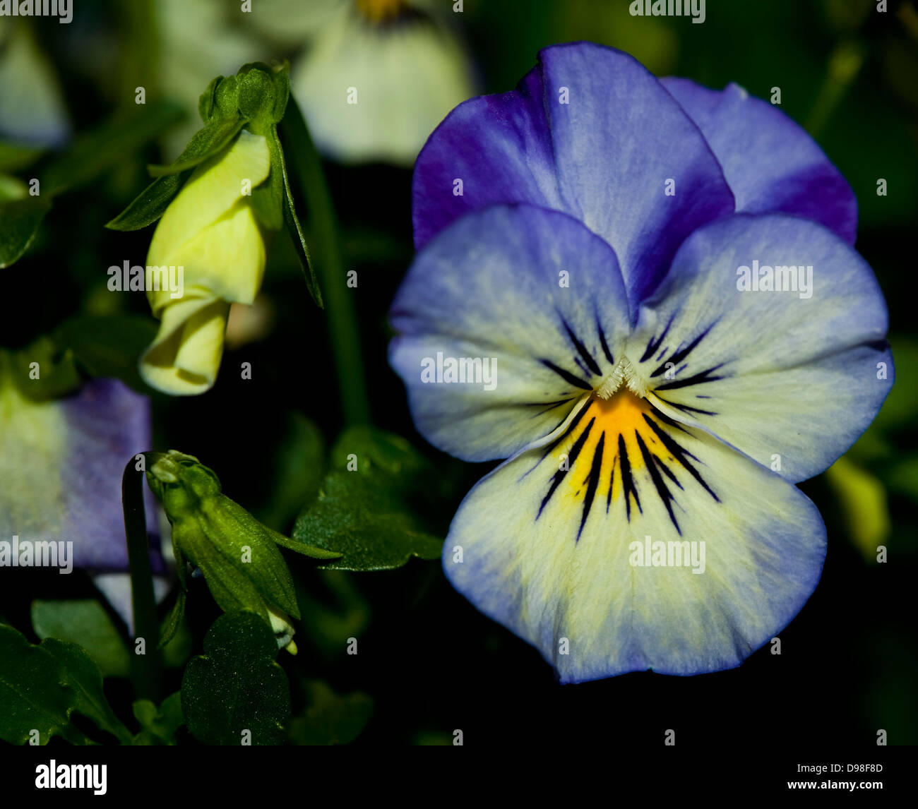 blue violas flower, Stock Photo