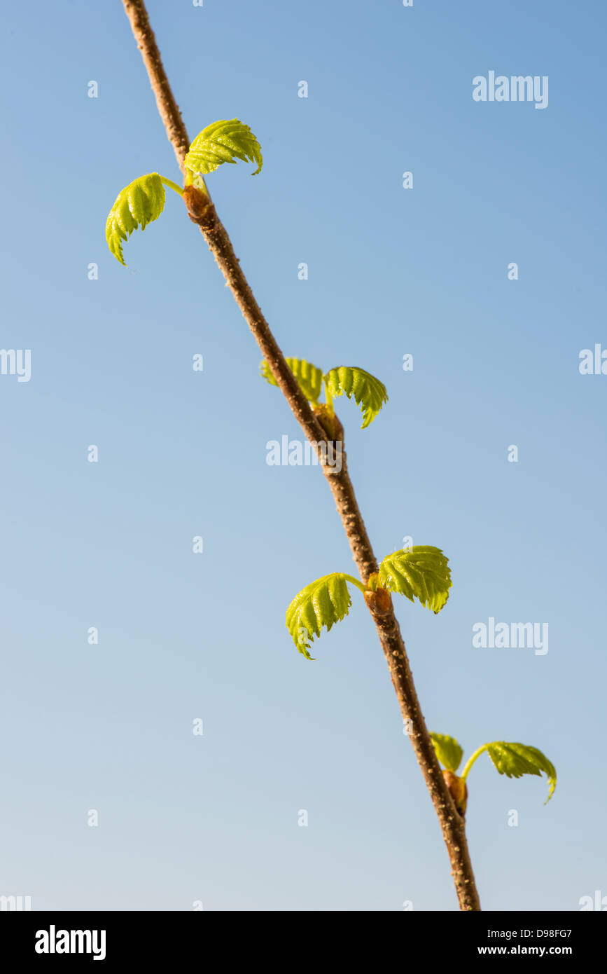 New leaves on birch twig at springtime Stock Photo