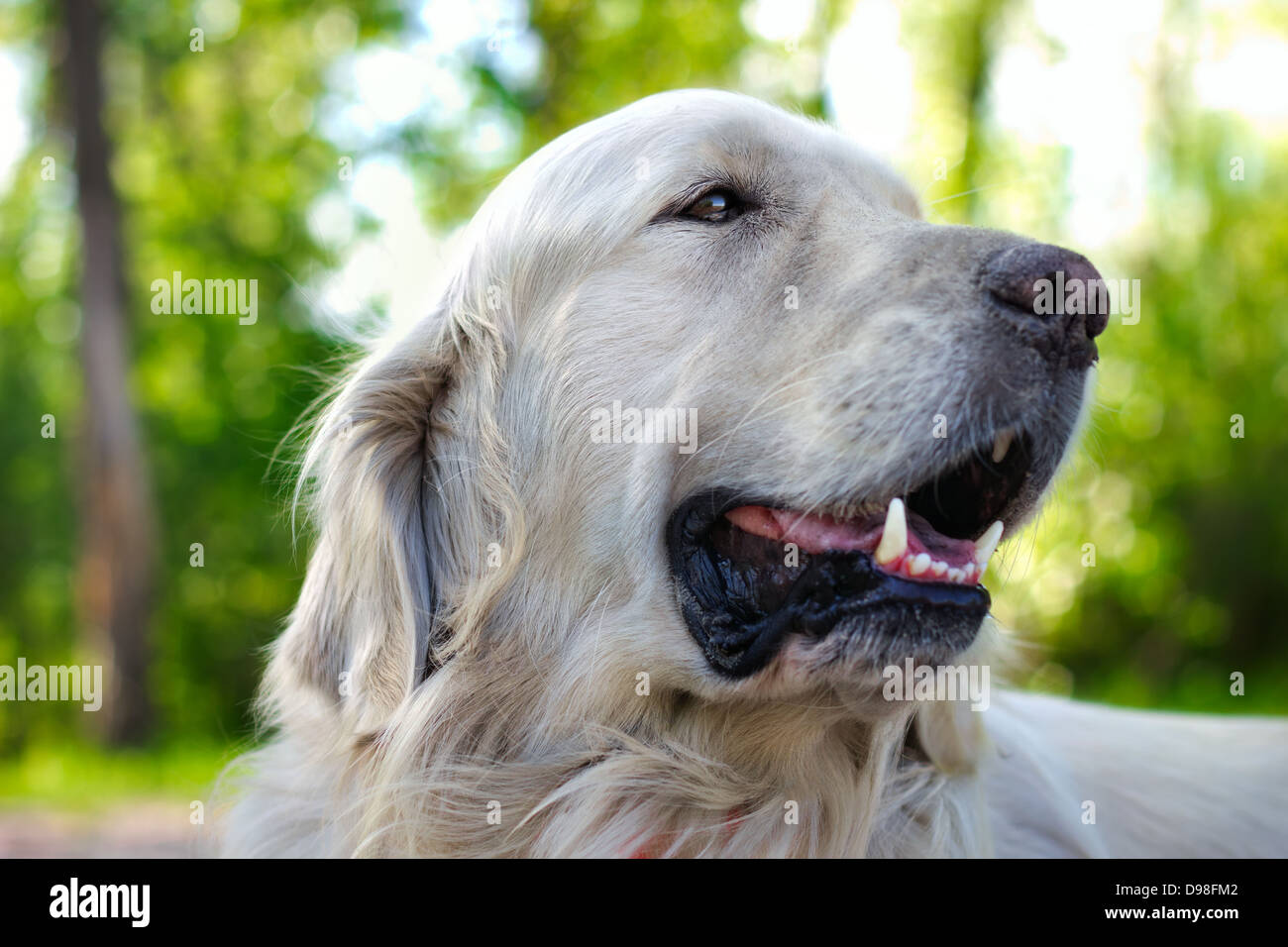 close up portrait of golden retriever dog at the park in summer Stock ...