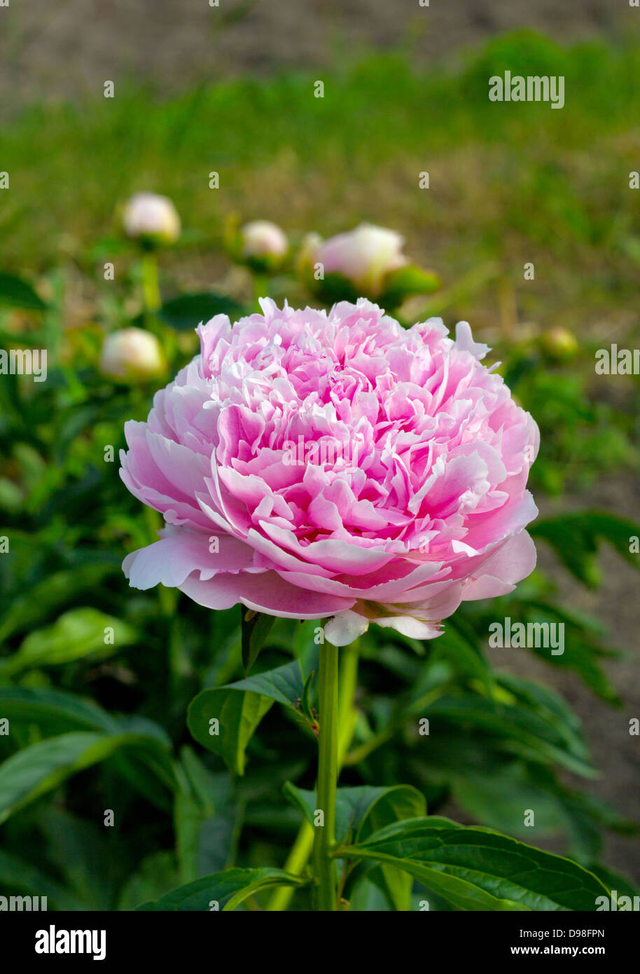Close up of a pink blooming peony in the garden Stock Photo