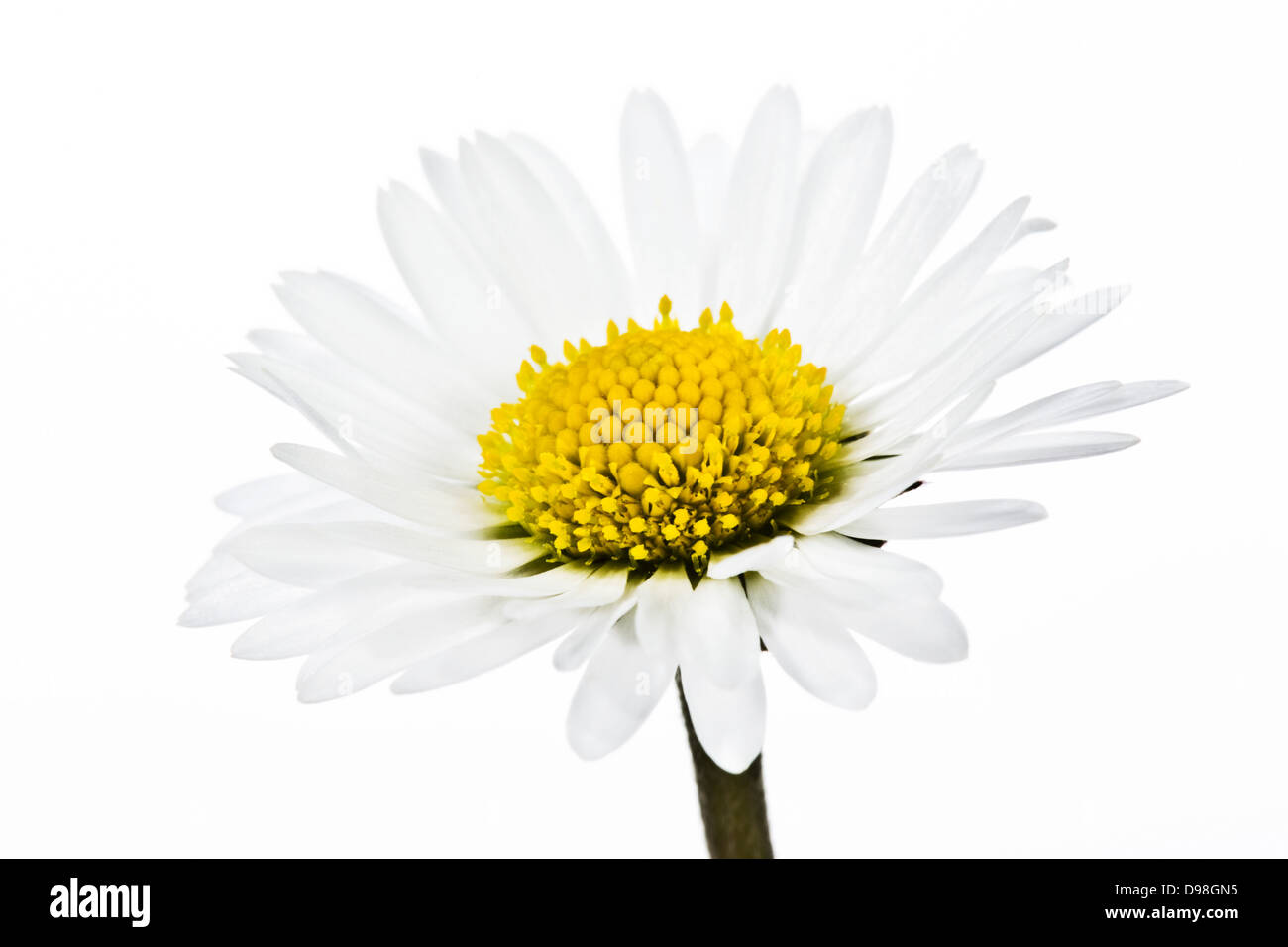 Daisy flower against white background, close up Stock Photo