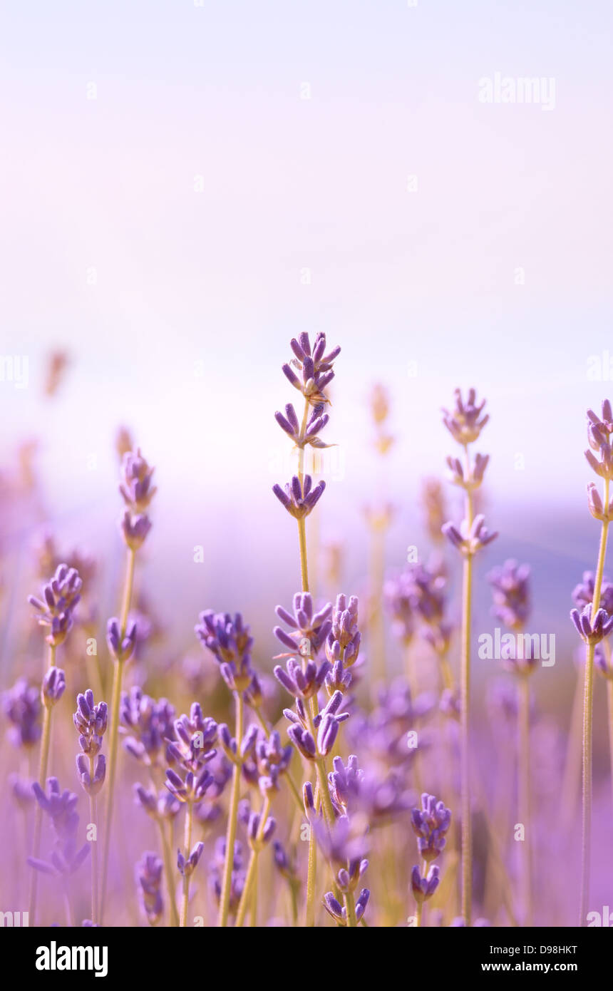 Lavender flowers bloom summer time Stock Photo Alamy