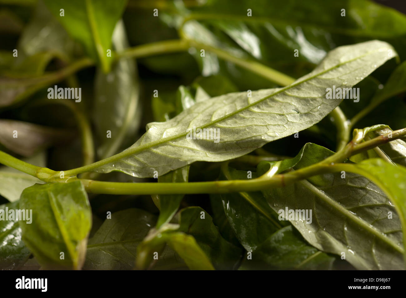 Laksa Leaves aka Vietnamese mint, rau ram, phak phai, daun kesom