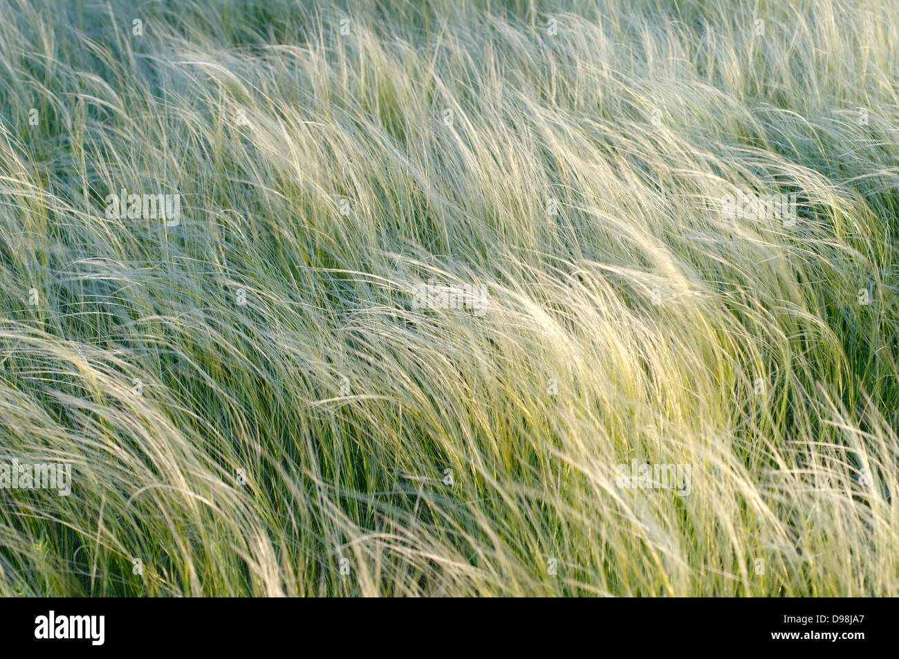 Feather grass, needle grass, or spear grass (Stipa sp.) Crimea, Ukraine, Eastern Europe Stock Photo