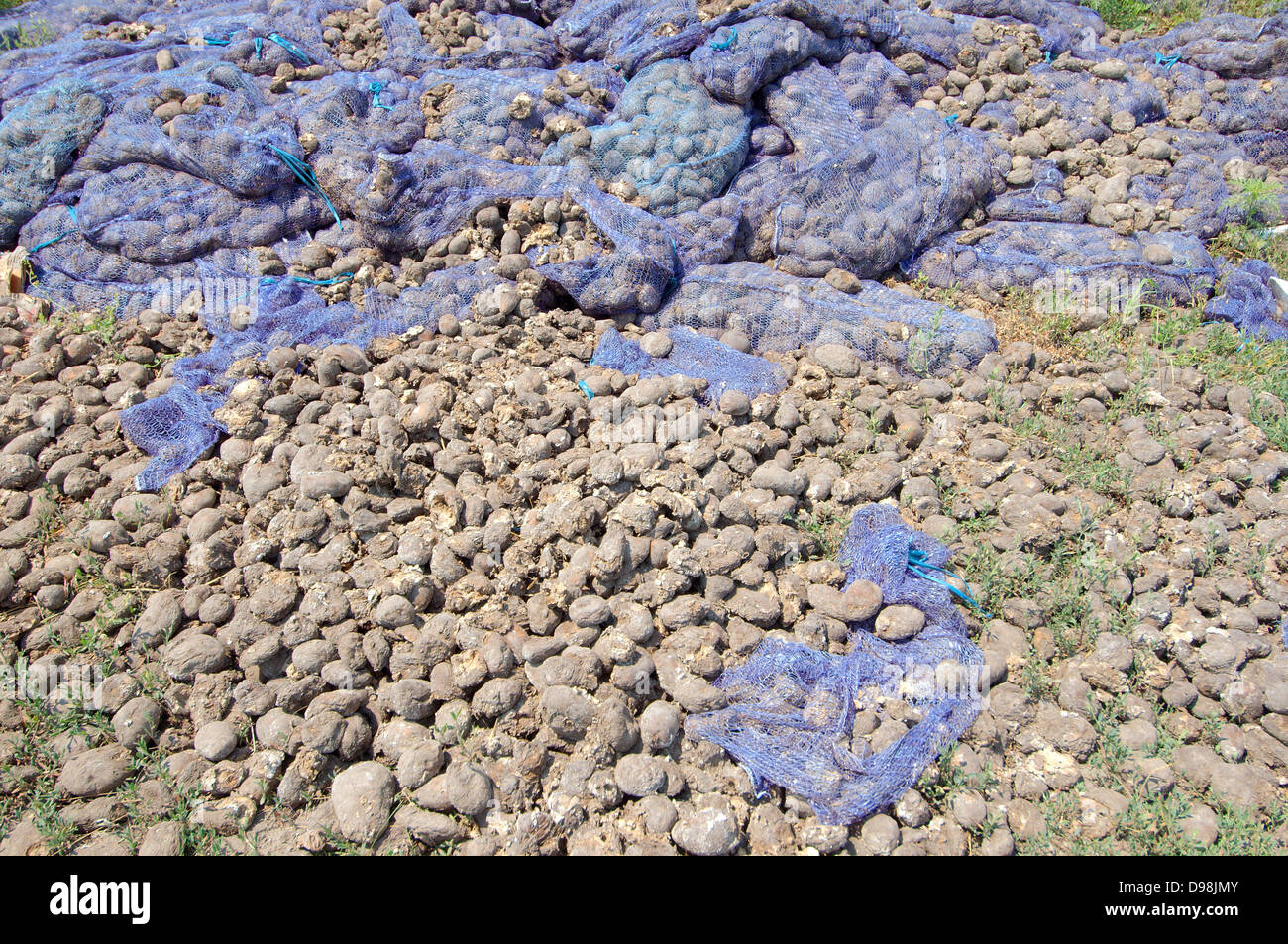 Rotten potato crop, Odessa, Ukraine, Eastern Europe Stock Photo