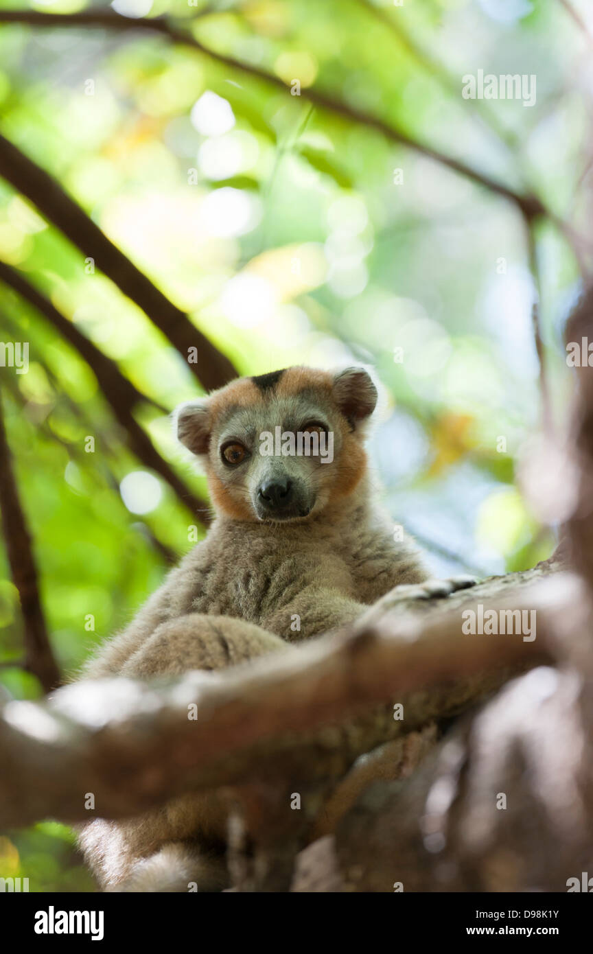 crownded lemur in the Ankarana nature reserve Stock Photo