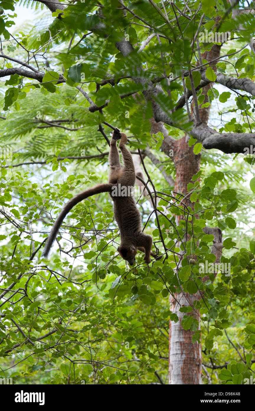 Crowned lemur in the Ankarana nature reserve Stock Photo
