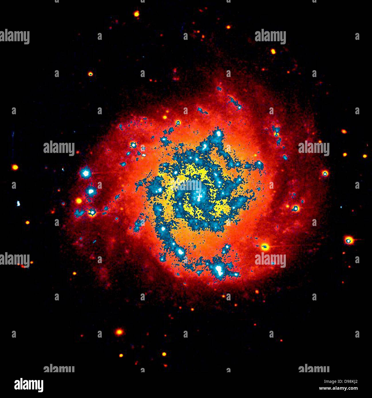 M74 is about the same size as the Milky Way Galaxy. M74 is classified a spiral galaxy. M74's sweeping lanes of stars and dust combined with its small nucleus make it a classic Grand Design Spiral. On the Hubble Sequence of Galaxies, M74 is listed as 'Sc'. In the picture, visible light is shown in red and ultraviolet light superposed in blue. In general, older stars are more red and younger stars are blue. Stock Photo